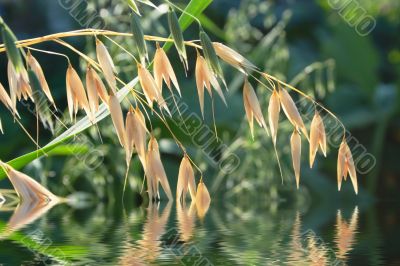 oats spikes