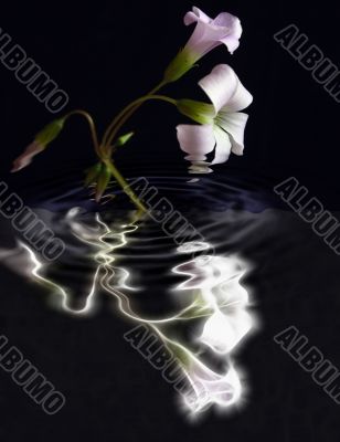 oxalis flowers abstract reflection
