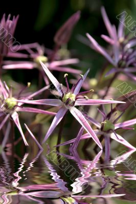 allium in blossom