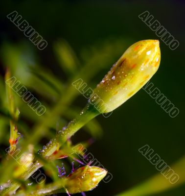 small flower bud