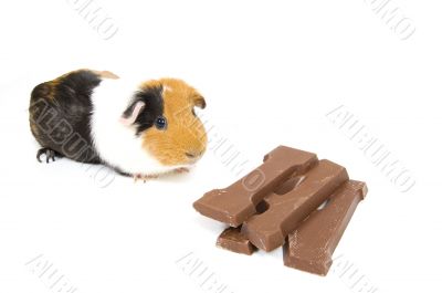 guinea pig with a chocolate letter for dutch holiday called sint