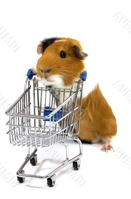 guinea pig is making shopping with a shopping car
