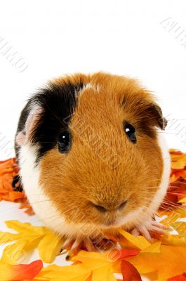 close up of a guinea pig surrounded by fall leafs