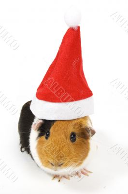guinea pig wearing a christmas hat