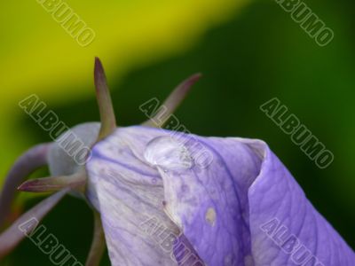 Petals of a dark blue cultivated flower.