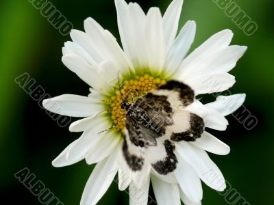 The butterfly sitting on a flower. The butterfly sitting on a flower.