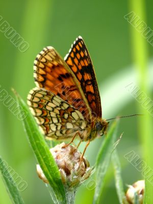 The butterfly sitting on a flower.