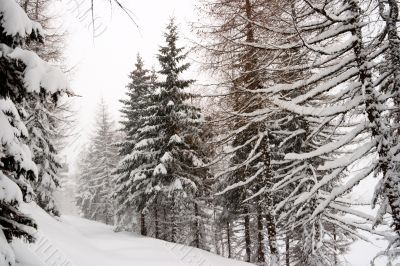 Winter Winter