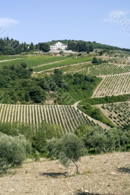 Radda in Chianti - Ancient palace, vineyards and olive trees