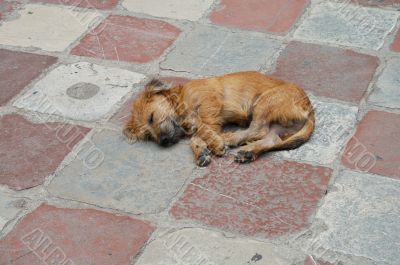 dog on the tile