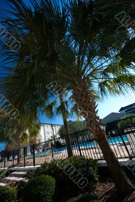 Palm trees