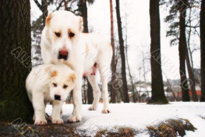 Dogs: mother and son