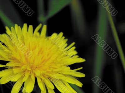 Dandelion. A field flower.