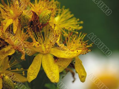 Flowers of a hypericum on a years meadow. Flowers of a hypericum on a years meadow.
