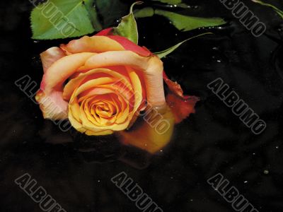 Art. Roses in water. Art. Roses in water.