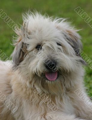 pyrenean dog