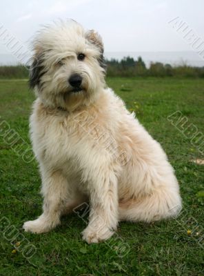 pyrenean dog