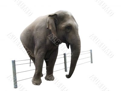 Elephant before a fence, isolated