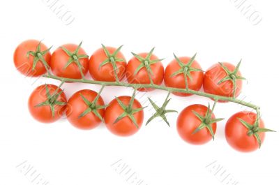 tomato on white