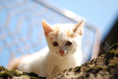 curious lil` cat