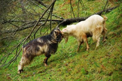 Goat Fight