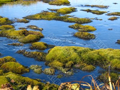 Green moss in water