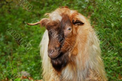 Ugly goat portrait