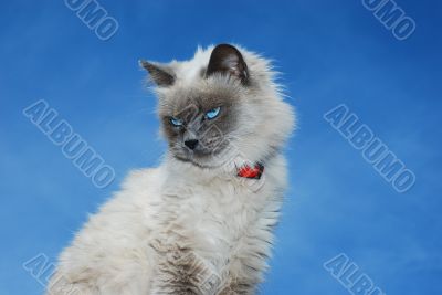 Cat on the roof Cat on the roof