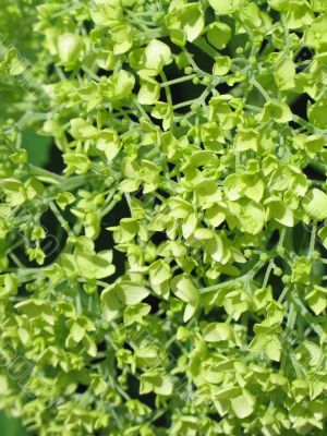 green leaves background green leaves background
