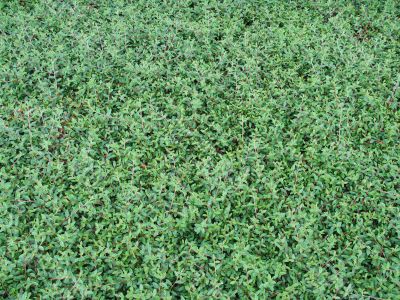 green leaves background green leaves background