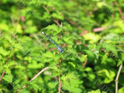 dragonfly & green leaves background dragonfly & green leaves background