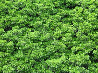 green leaves background green leaves background