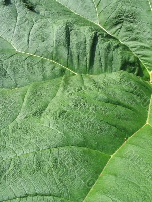 giant green leaf close-up giant green leaf close-up