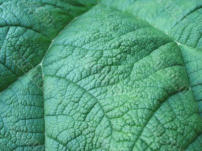 giant green leaf close-up giant green leaf close-up