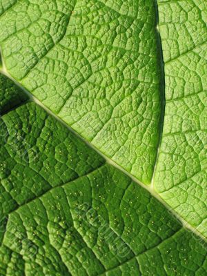 green leaf close-up green leaf close-up