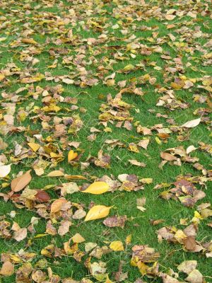 brown leaves brown leaves