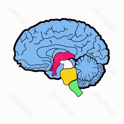  anatomy  scheme of  brain