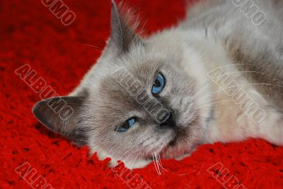 Cat Lying On A Red Carpet