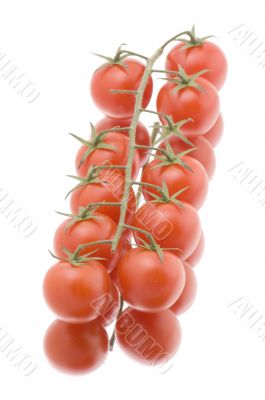 Red tomato on white closeup