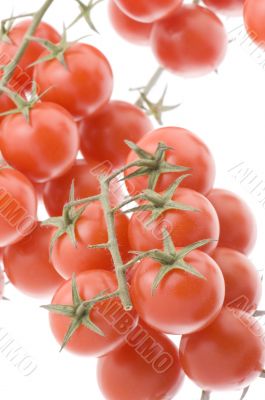 Red tomato on white
