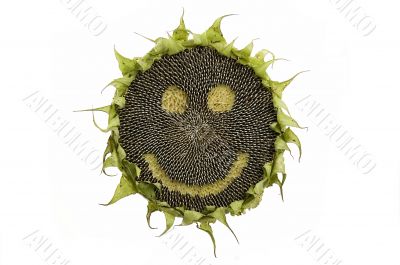 Happy sunflower isolated Happy sunflower isolated