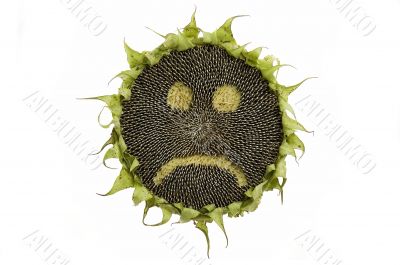 Sad sunflower isolated