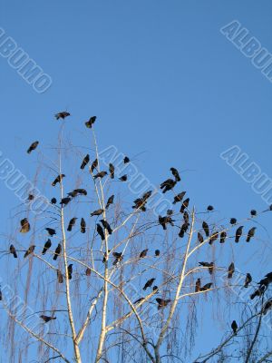 crow family in a tree crow family in a tree