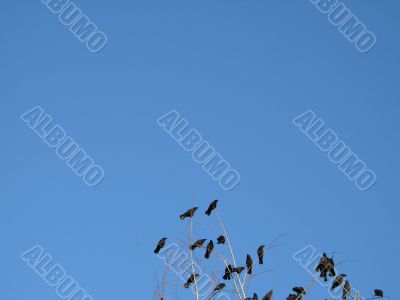 crow family in a tree crow family in a tree