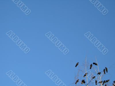 crow family in a tree crow family in a tree