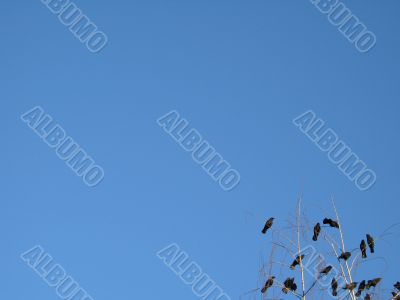 crow family in a tree