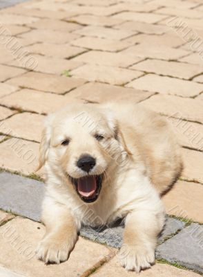 Small golden retriever puppy