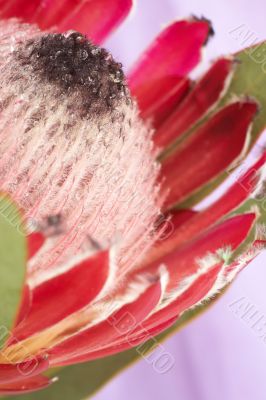 Pink protea macro