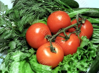 Red tomatoes on greenery background