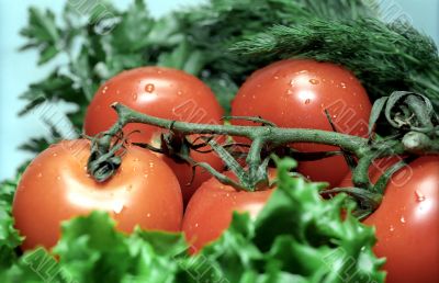 Tomatoes with greenery